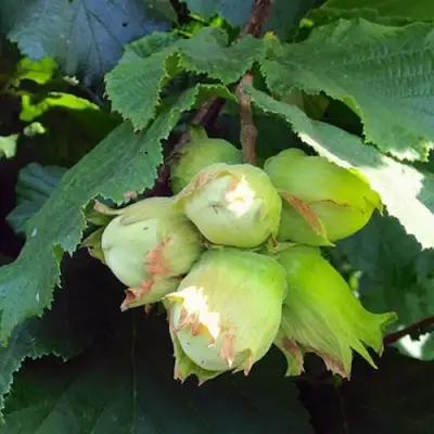 Фундук ТАМБОВСКИЙ РАННИЙ в Новополоцке