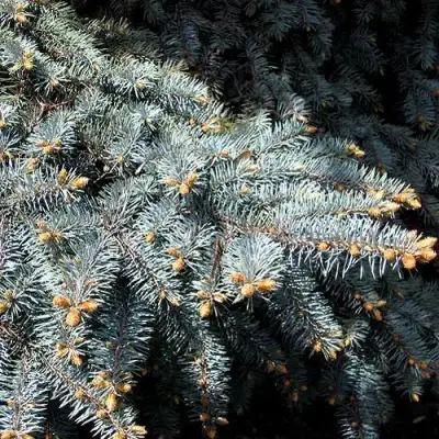 Ель НАНА сизая в Новополоцке