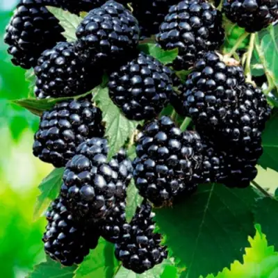 Ежевика ЛОХТЕЙ бесшипная в Новополоцке