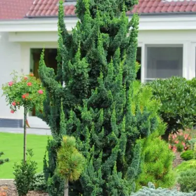 Кипарисовик ВИСЕЛЛИ лавсона в Новополоцке