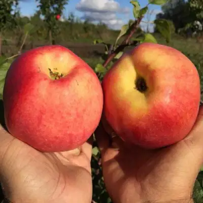 Яблоня КОВРОВОЕ стелющаяся в Новополоцке