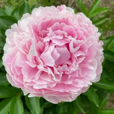 Пион КАТРИН ФОНТЕЙН травянистый в Новополоцке