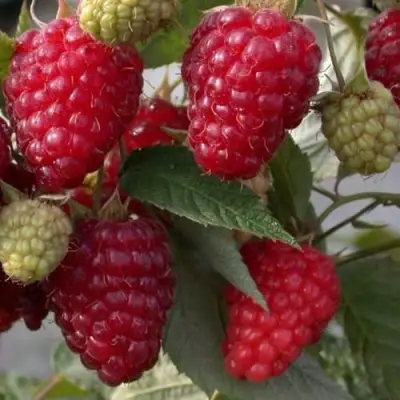 Малина ЭЛЕГАНТНАЯ в Новополоцке