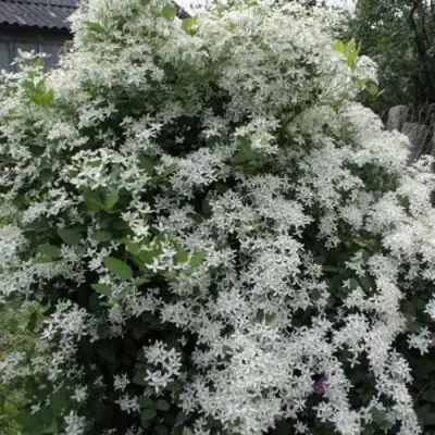 Клематис МАНЬЧЖУРСКИЙ в Новополоцке