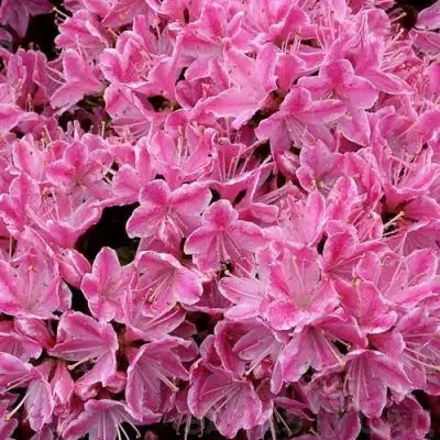 Азалия КЕРМЕСИНА РОУЗ японская в Новополоцке