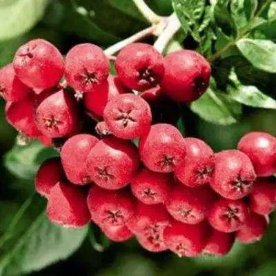 Рябина МОРАВСКАЯ сладкоплодная в Новополоцке