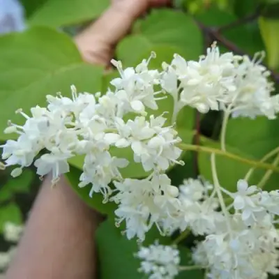Сирень АМУРСКАЯ в Новополоцке