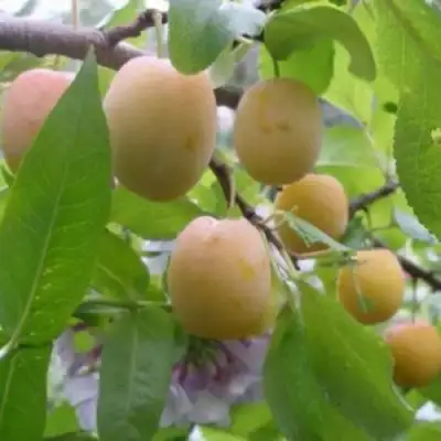 Слива УТРО в Новополоцке