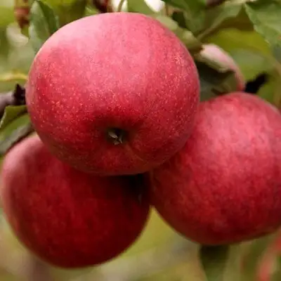 Яблоня ГАЛА ШНИГА в Новополоцке