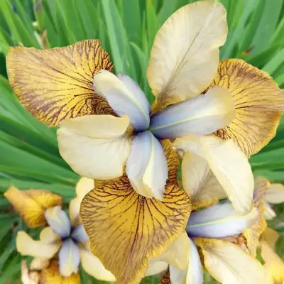 Ирис ФЛАЙИНГ ФИДДЛЗ сибирский в Новополоцке