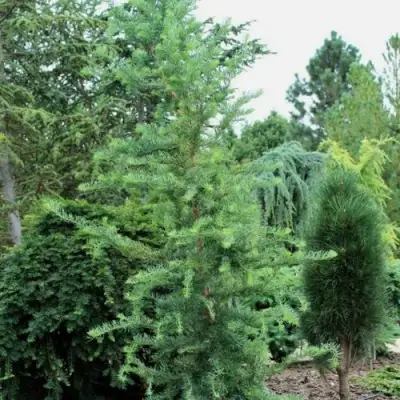 Лиственница КЕМПФЕРА в Новополоцке