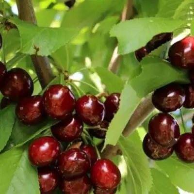 Черешня ИПУТЬ в Новополоцке