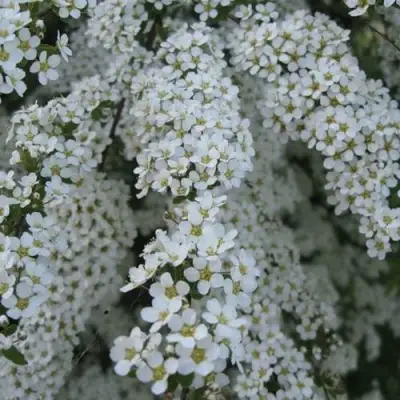 Спирея АРГУТА в Новополоцке