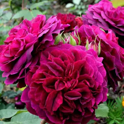 Роза МАНСТЕД ВУД английская в Новополоцке