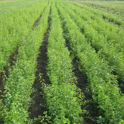 Подвой сливы ДИКАЯ АЛЫЧА в Новополоцке