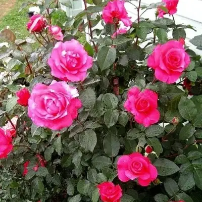 Роза МАЛИНОВЫЙ ЗВОН чайно-гибридная в Новополоцке