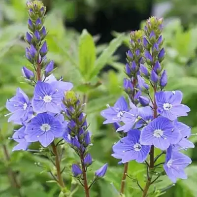 Вероника РОЯЛ БЛЮ большая в Новополоцке