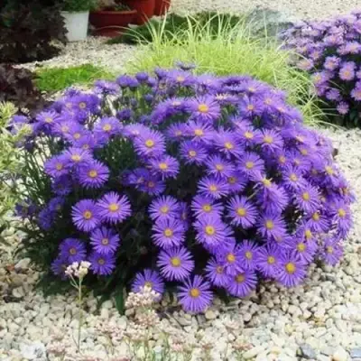 Астра ЛЕДИ ИН БЛЮ в Новополоцке