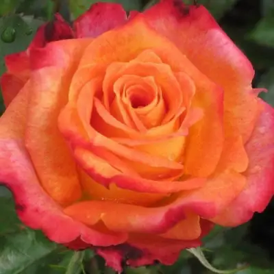 Роза ВАУ чайно-гибридная в Новополоцке