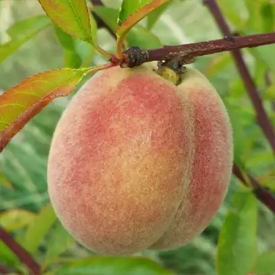 Персик ЕЛГАВСКИЙ в Новополоцке