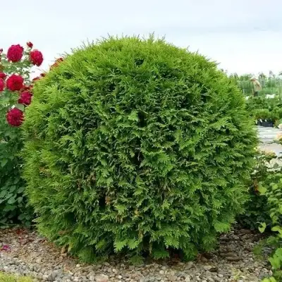 Туя ВУДВАРДИ западная в Новополоцке