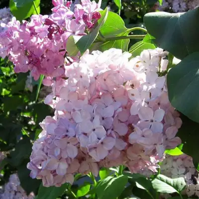 Сирень ГОРТЕНЗИЯ в Новополоцке