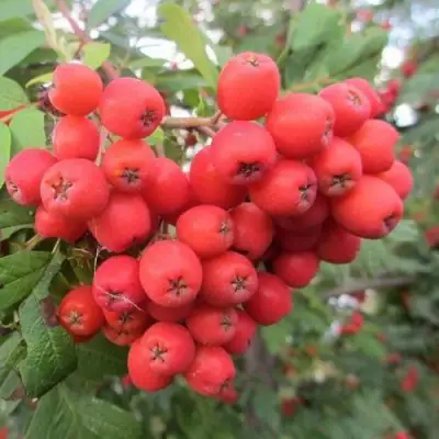 Рябина НЕВЕЖИНСКАЯ сладкоплодная в Новополоцке