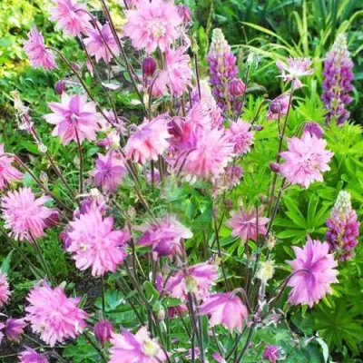 Аквилегия БАРЛОУ ПИНК гибрид МакКаны в Новополоцке