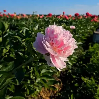 Пион ИМПЕРАТОРСКАЯ НАЛОЖНИЦА древовидный в Новополоцке