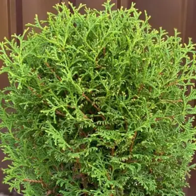 Туя ХОЗЕРИ западная в Новополоцке