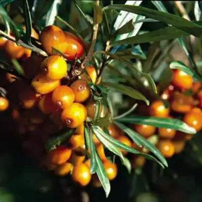 Облепиха ДАР КАЗАКОВУ в Новополоцке