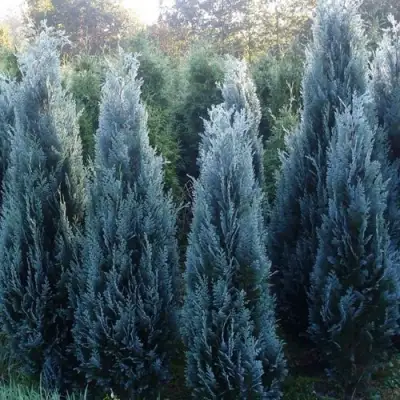 Кипарисовик ДАРТС БЛЮ РИББОН лавсона в Новополоцке