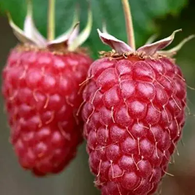 Малина РУБИНОВОЕ ОЖЕРЕЛЬЕ в Новополоцке