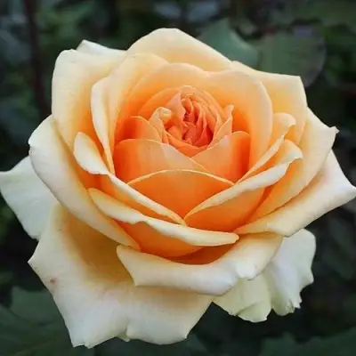 Роза ГЕЙША чайно-гибридная в Новополоцке