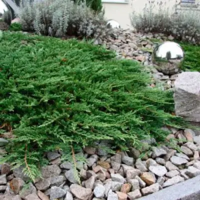 Можжевельник ПРИНЦ ОФ УЭЛЬС горизонтальный в Новополоцке