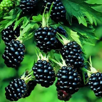 Ежевика КИТАНИНИ бесшипная  в Новополоцке