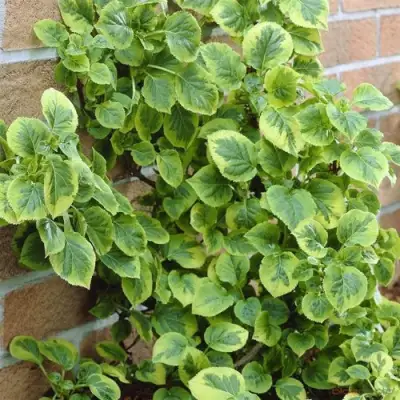 Гортензия МИРАНДА черешковая в Новополоцке