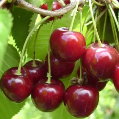 Вишня ХАРИТОНОВСКАЯ в Новополоцке