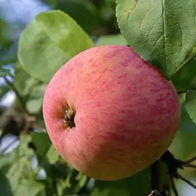 Яблоня МЕЛБА в Новополоцке