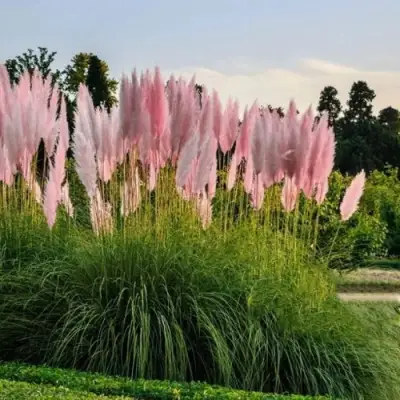 Кортадерия розовая (пампасная трава) в Новополоцке