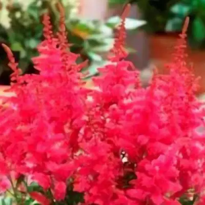 Астильба ЮНИК КАРМИН гибридная в Новополоцке