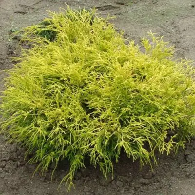 Кипарисовик ГОЛДЕН МОП горохоплодный в Новополоцке