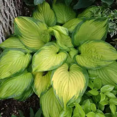 Хоста СТЕЙНД ГЛАСС гибридная в Новополоцке