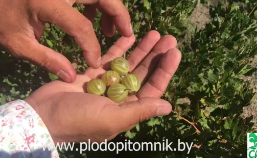 Превью видео