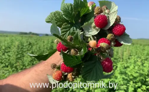 Превью видео