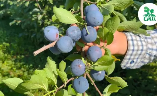 Превью видео