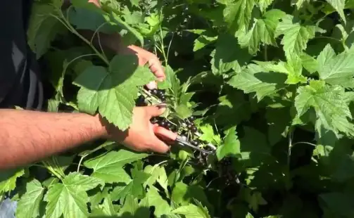 Превью видео