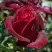 Роза ПАПА МЕЙЯН чайно-гибридная в Новополоцке