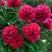 Пион БЕЛГРАВИЯ травянистый в Новополоцке