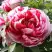 Пион РЕД ВИЗ ПИНК древовидный в Новополоцке